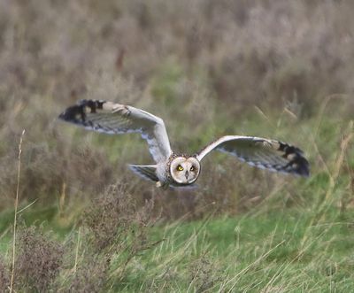 Velduil - Short-eared Owl