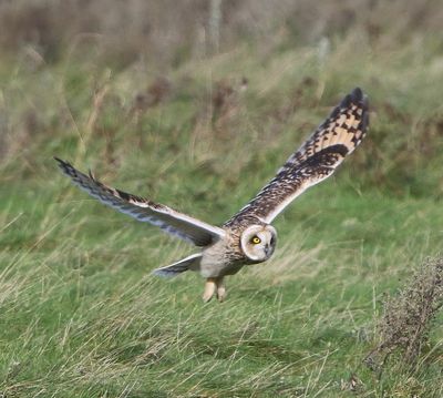 Velduil - Short-eared Owl