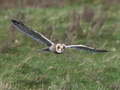 Velduil - Short-eared Owl