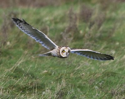 Velduil - Short-eared Owl