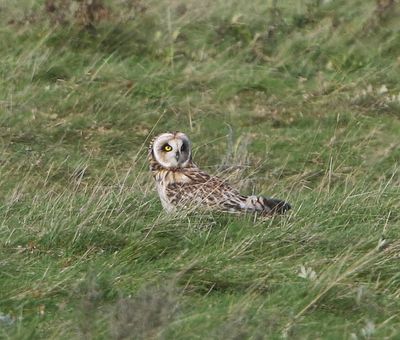 Velduil - Short-eared Owl