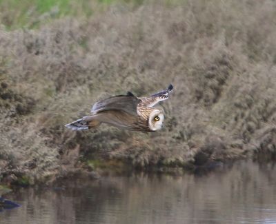 Velduil - Short-eared Owl