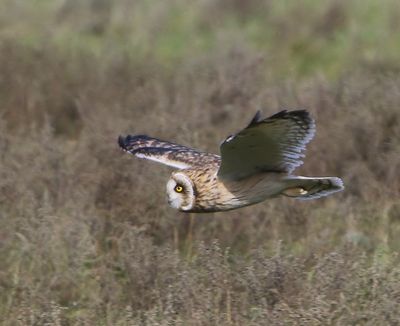 Velduil - Short-eared Owl
