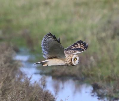 Velduil - Short-eared Owl