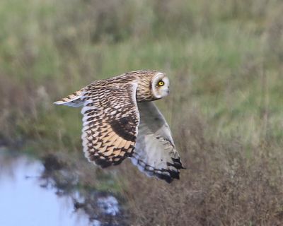 Velduil - Short-eared Owl