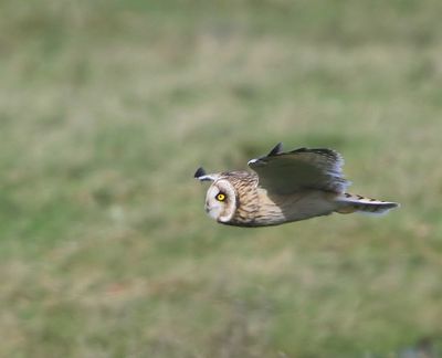 Velduil - Short-eared Owl