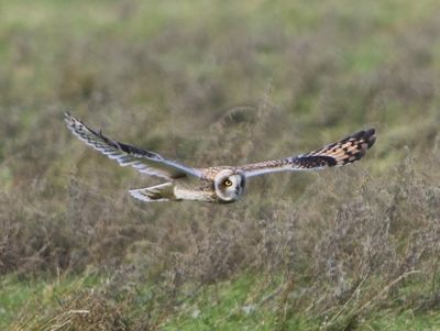 Velduil - Short-eared Owl