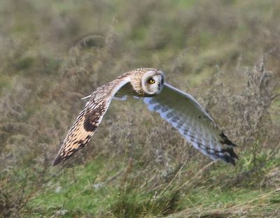 Velduil - Short-eared Owl