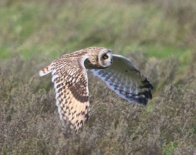 Velduil - Short-eared Owl