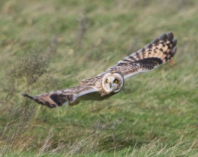 Velduil - Short-eared Owl