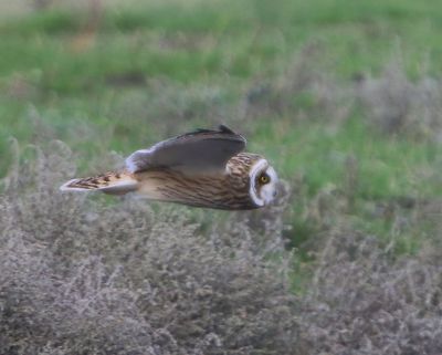 Velduil - Short-eared Owl