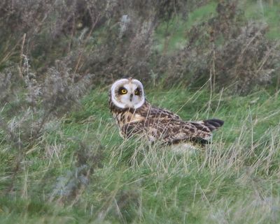 Velduil - Short-eared Owl