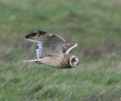 Velduil - Short-eared Owl