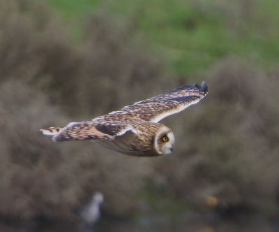 Velduil - Short-eared Owl