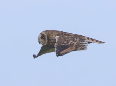 Velduil - Short-eared Owl