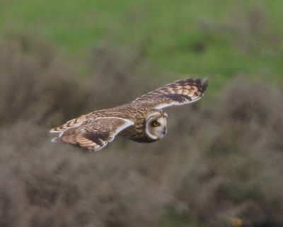 Velduil - Short-eared Owl