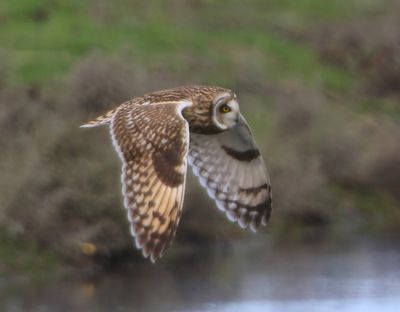 Velduil - Short-eared Owl