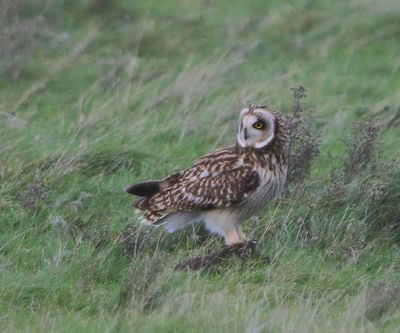 Velduil - Short-eared Owl