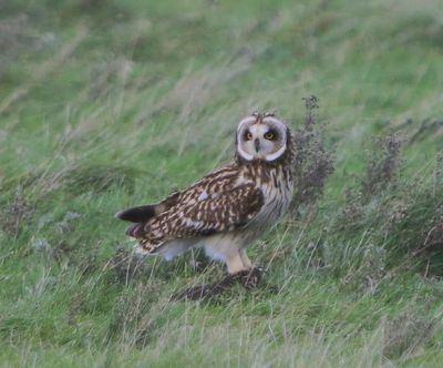 Velduil - Short-eared Owl