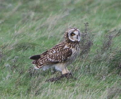 Velduil - Short-eared Owl