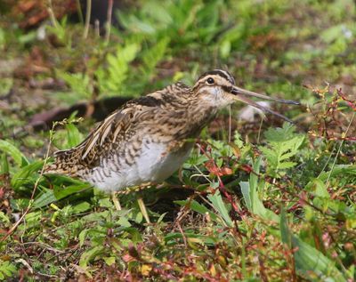 Watersnip - Common Snipe