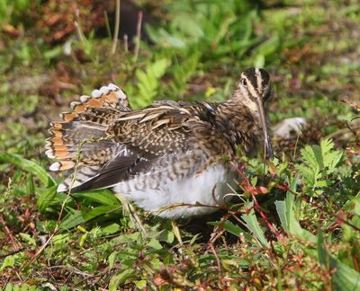 Watersnip - Common Snipe