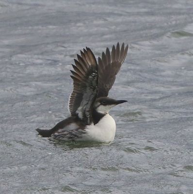 Zeekoet - Atlantic Murre