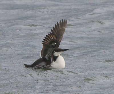 Zeekoet - Atlantic Murre