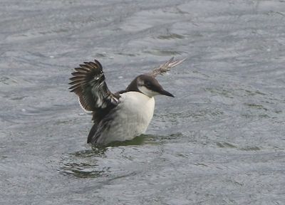 Zeekoet - Atlantic Murre