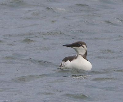 Zeekoet - Atlantic Murre