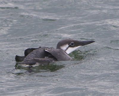 Zeekoet - Atlantic Murre