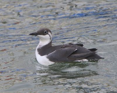 Zeekoet - Atlantic Murre