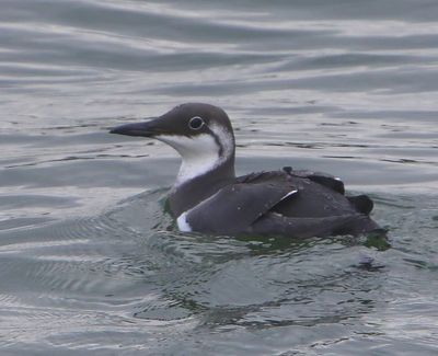 Zeekoet - Atlantic Murre
