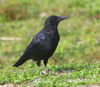 Zwarte Kraai - Carrion Crow