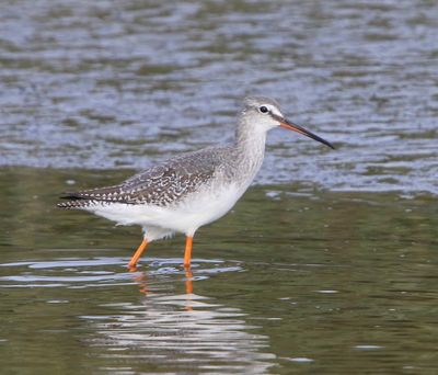 Zwarte Ruiter - Spotted Redshank