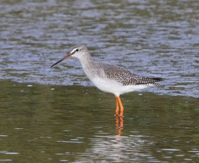 Zwarte Ruiter - Spotted Redshank