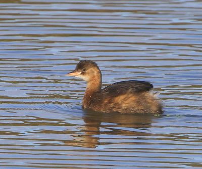 Dodaars - Little Grebe