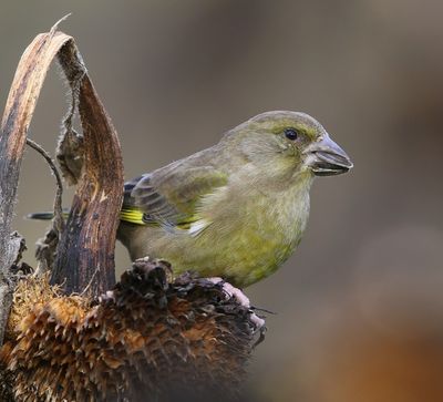 Groenling - European Greenfinch