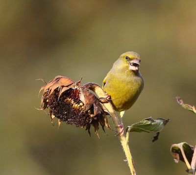 Groenling - European Greenfinch
