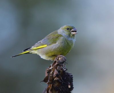 Groenling - European Greenfinch