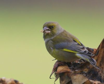 Groenling - European Greenfinch