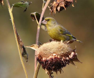 Groenling - European Greenfinch