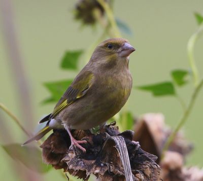 Groenling - European Greenfinch