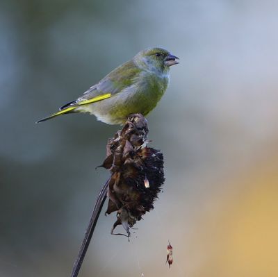 Groenling - European Greenfinch