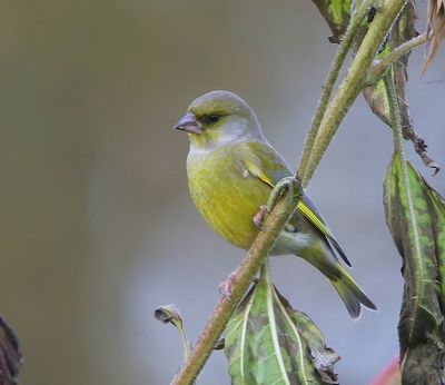 Groenling - European Greenfinch