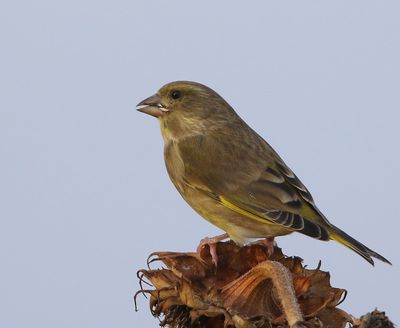 Groenling - European Greenfinch