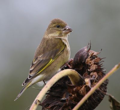 Groenling - European Greenfinch