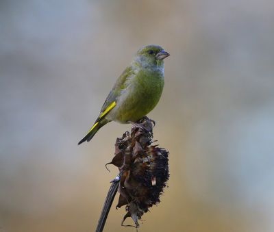 Groenling - European Greenfinch