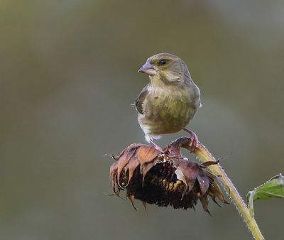 Groenling - European Greenfinch