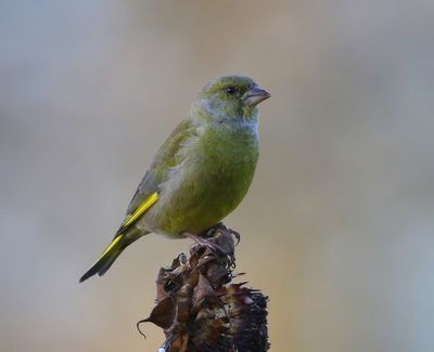 Groenling - European Greenfinch